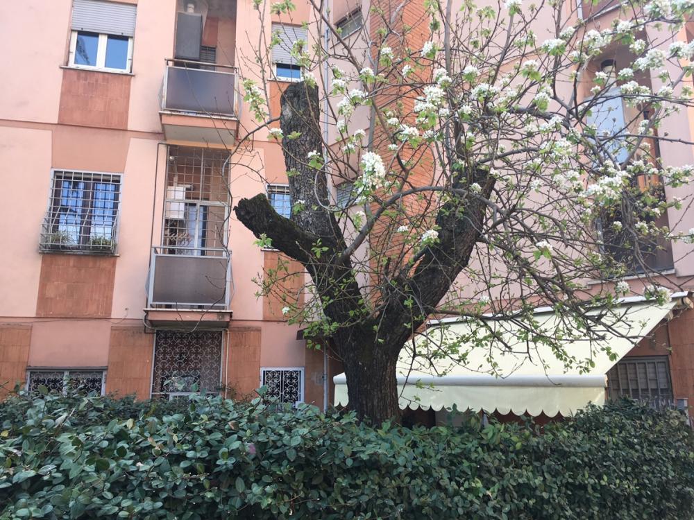 Appartamento monolocale in affitto a roma